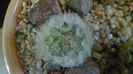 Mammillaria carmenae