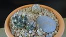 Mammillaria coahuilensis ssp. albiarmata & Mammillaria perezdelarosae ssp. andersoniana