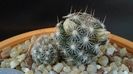Mammillaria coahuilensis ssp. albiarmata