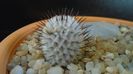 Mammillaria perezdelarosae ssp. andersoniana