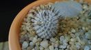 Mammillaria perezdelarosae ssp. andersoniana