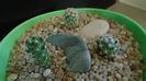 Grup de 3 Mammillaria saboae
