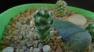 Mammillaria saboae