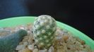 Mammillaria saboae ssp. goldii