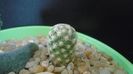 Mammillaria saboae ssp. goldii