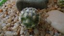 Mammillaria saboae ssp. haudeana