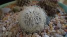 Sulcorebutia patriciae (Rebutia canigueralii ssp. crispata)