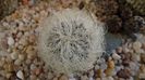 Sulcorebutia patriciae (Rebutia canigueralii ssp. crispata)
