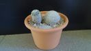 Mammillaria pectinifera & Mammillaria lasiacantha