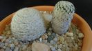 Mammillaria pectinifera & Mammillaria lasiacantha