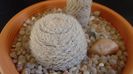 Mammillaria lasiacantha, GL 14 Franklin Mountains, TX