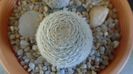 Mammillaria lasiacantha, GL 14 Franklin Mountains, TX