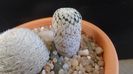 Mammillaria pectinifera