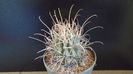 Glandulicactus (Sclerocactus) wrightii, JM136 Marathon, Tx