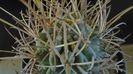 Glandulicactus (Sclerocactus) wrightii, JM136 Marathon, Tx