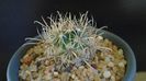 Ancistrocactus (Sclerocactus) scheeri