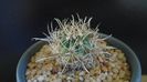 Ancistrocactus (Sclerocactus) scheeri
