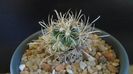 Ancistrocactus (Sclerocactus) scheeri