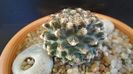 Pediocactus knowltonii