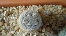 Mammillaria lasiacantha v. denudata