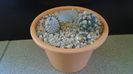 Mammillaria coahuilensis ssp. albiarmata & Mammillaria perezdelarosae ssp. andersoniana