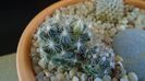 Mammillaria coahuilensis ssp. albiarmata