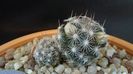 Mammillaria coahuilensis ssp. albiarmata