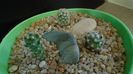 Grup de 3 Mammillaria saboae