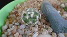 Mammillaria saboae ssp. haudeana