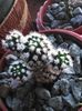 cactus-4