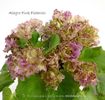 Alegro Pink Pistachio