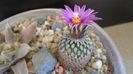 1 mart. 2020: Turbinicarpus pseudopectinatus