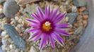 1 mart. 2020: Turbinicarpus pseudopectinatus