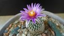 1 mart. 2020: Turbinicarpus pseudopectinatus