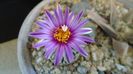 1 mart. 2020: Turbinicarpus pseudopectinatus