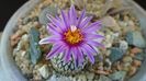 Turbinicarpus pseudopectinatus