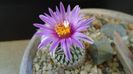Turbinicarpus pseudopectinatus