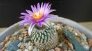 Turbinicarpus pseudopectinatus