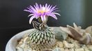 Turbinicarpus pseudopectinatus