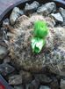 cactus-6