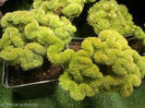 Sedum reflexum var. cristatum