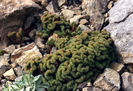 Sedum reflexum var. cristatum