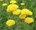 achillea var. filipendulina