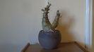 Pachypodium lealii ssp. saundersii, inceput de vegetatie