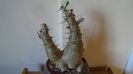 Pachypodium lealii ssp. saundersii, inceput de vegetatie