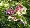 weigela florida variegata