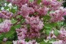 deutzia srawberry fields