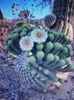 cactus-detail