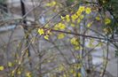 snow jasmin