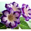 bulbi-gloxinia-tigre-blue-